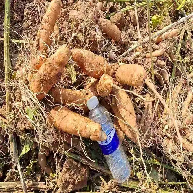 勇泰中药材 玄参芽产量产地报价 玄参芽苗木种植