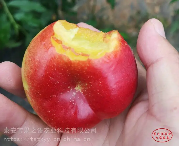 桃树苗基地、帅师香桃树苗、新川中岛桃苗现货