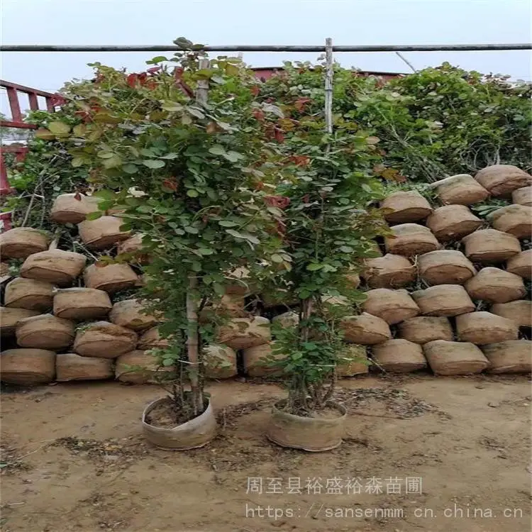 裕盛黄帽月季-庭院美化造景-多色树状月季