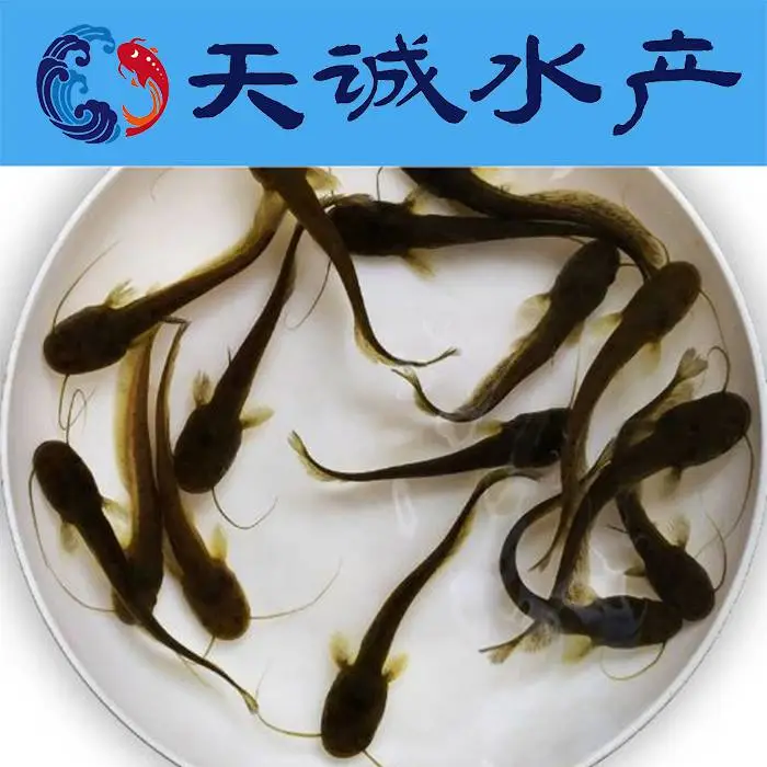 优质南方杂交大口鲶鱼苗 各种优质水产鱼