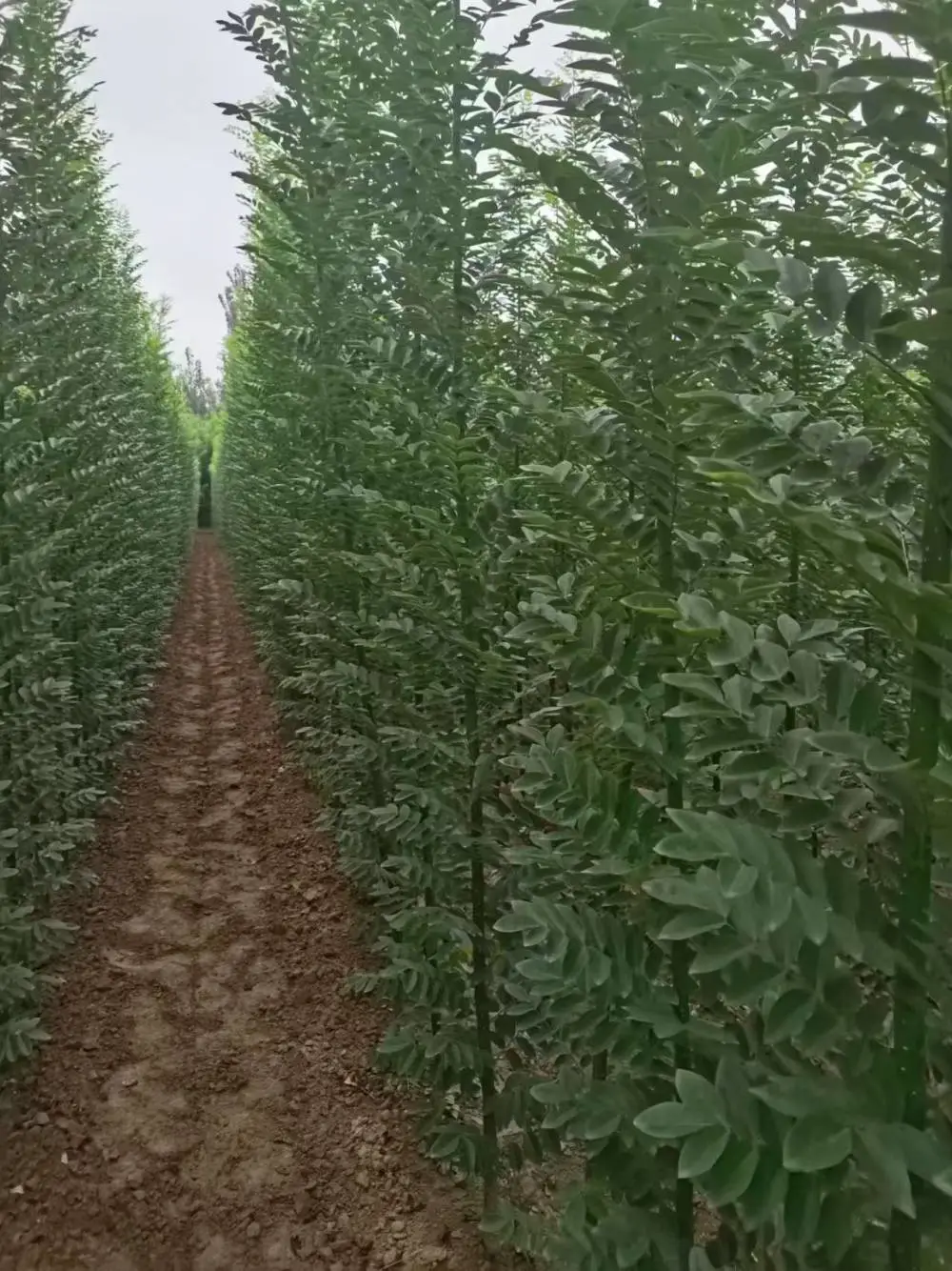 山东潍坊淑女国槐苗种植基地,淑女国槐苗厂家上车价格,淑女国槐苗产地报价,淑女国槐苗木供应商