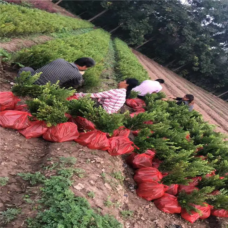 甘肃小叶女贞-园林绿化树苗-裕盛绿森园艺苗圃