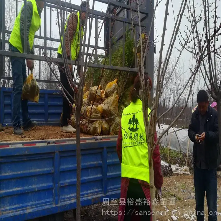 陕西周至苗圃-球形冬青周至品种齐全-周至道路隔离带苗木