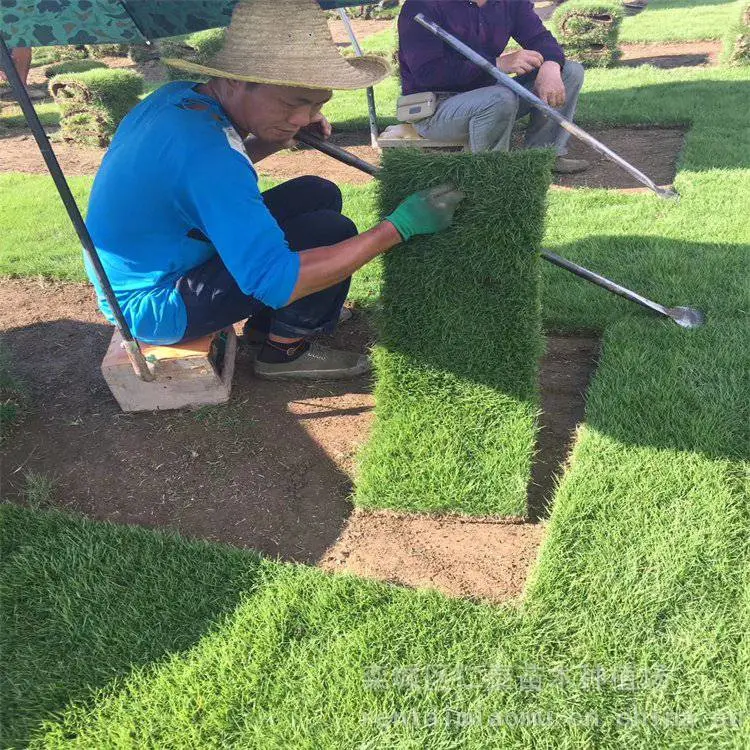 护坡草坪 一年生黑麦草草坪 草皮卷 净籽红三叶种子
