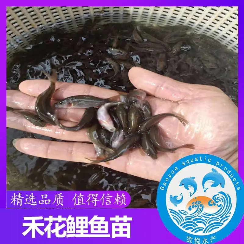 山东烟台禾花鲤鱼苗养殖供应 稻田鲤鱼苗出售