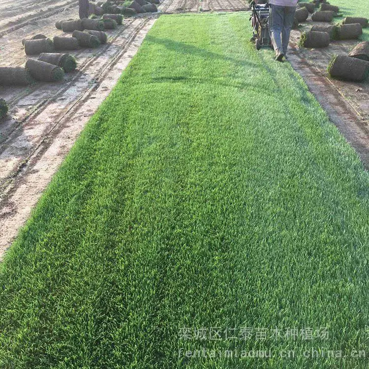 草坪草皮批发 马尼拉草坪基地 别墅庭院绿化工程 现起现卖