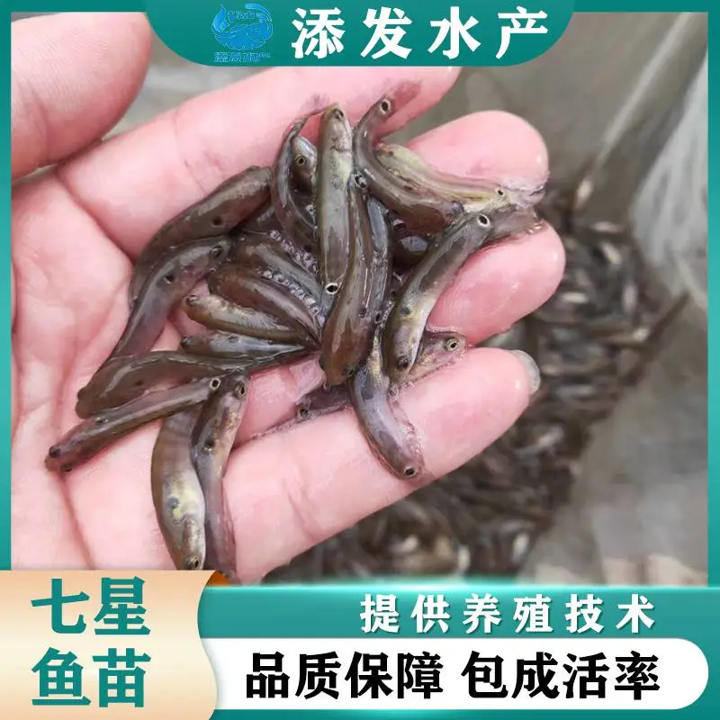 添发养殖基地批发七星鱼苗 山斑 张公 高密度养殖品种 提供技术服务