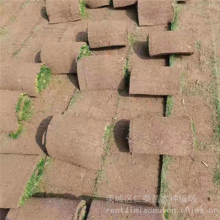 出售百慕大草坪 道路建设草皮 护坡固堤保土 PH=3.0