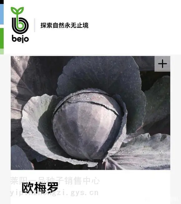 紫甘蓝种子欧梅罗内叶紫红色，外叶峦立