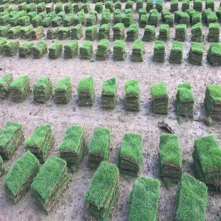 出售蓝花鸢尾种子 高羊茅草皮 剪秋萝花籽 狗牙根草坪 野花组合