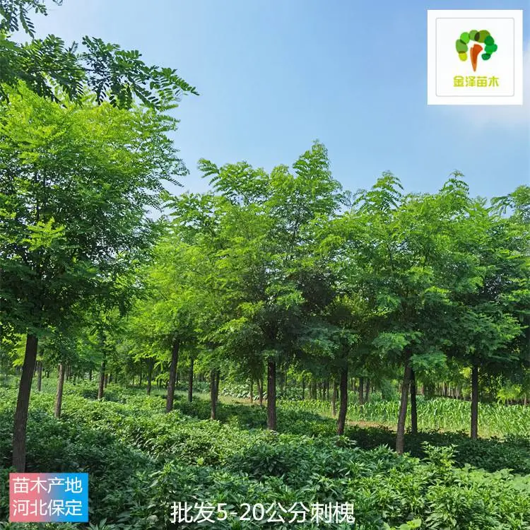 刺槐树苗-绿化苗木-金泽苗圃场-包装车-一站式采购