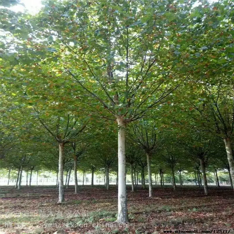 15公分法桐 售后服务质量好 帅阳 资讯信息基地 法桐 自产自销