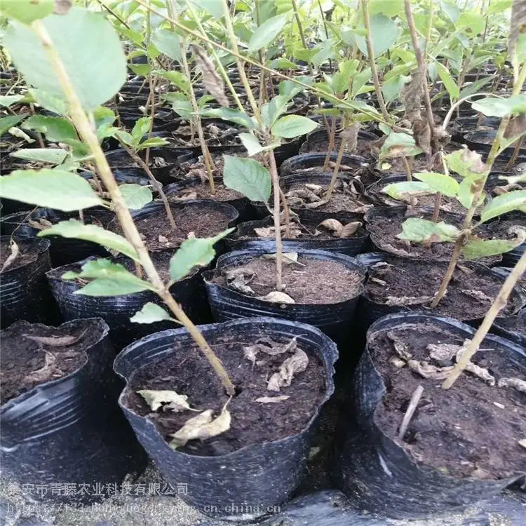 红妃樱桃苗 青藤农业 黄蜜樱桃苗 ***