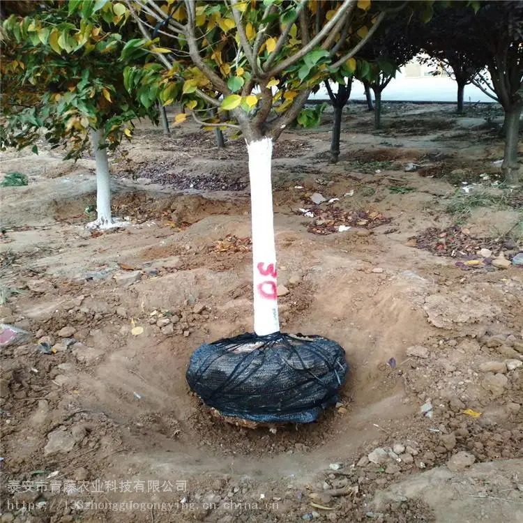 重瓣樱花苗 青藤农业 樱花苗现挖现卖 基地出售