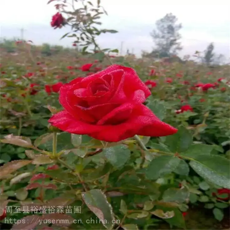 关中西安本地苗圃 园林观花植物 营养杯月季苗 本地花木小苗