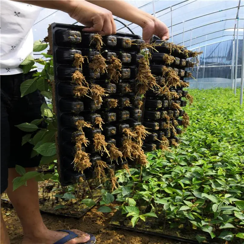 天津黑珍珠樱桃苗新品种有哪些黑珍珠樱桃苗包成活