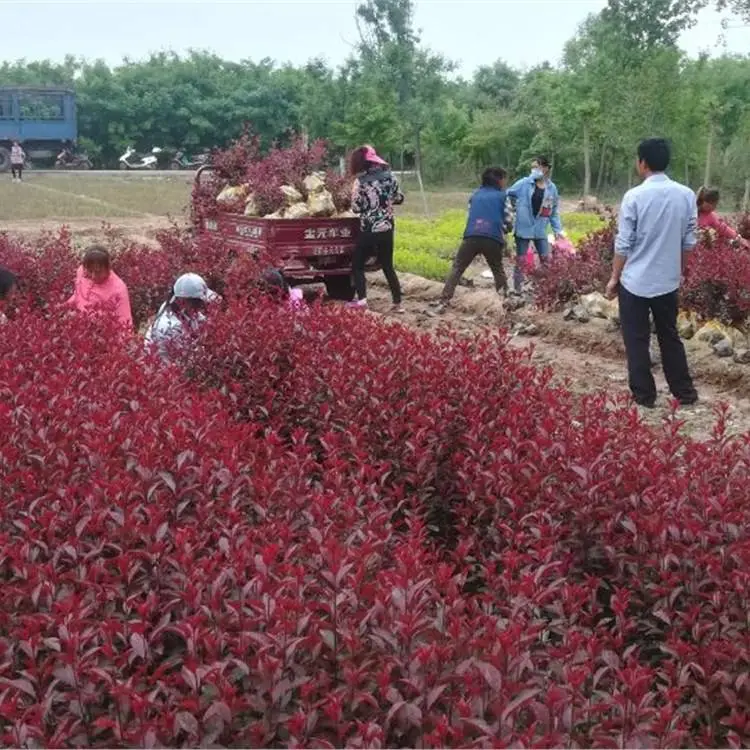 紫叶矮樱小苗基地 树苗指苗挖树 丛生绿篱紫叶矮樱