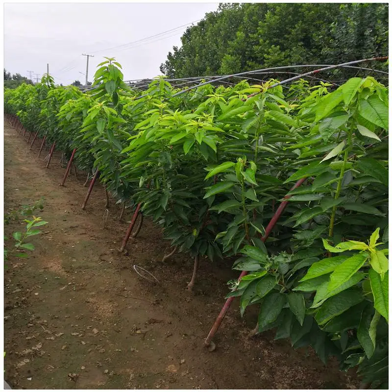 济南樱桃苗出售 齐早樱桃树苗早熟品种 出售一公分嫁接樱桃苗