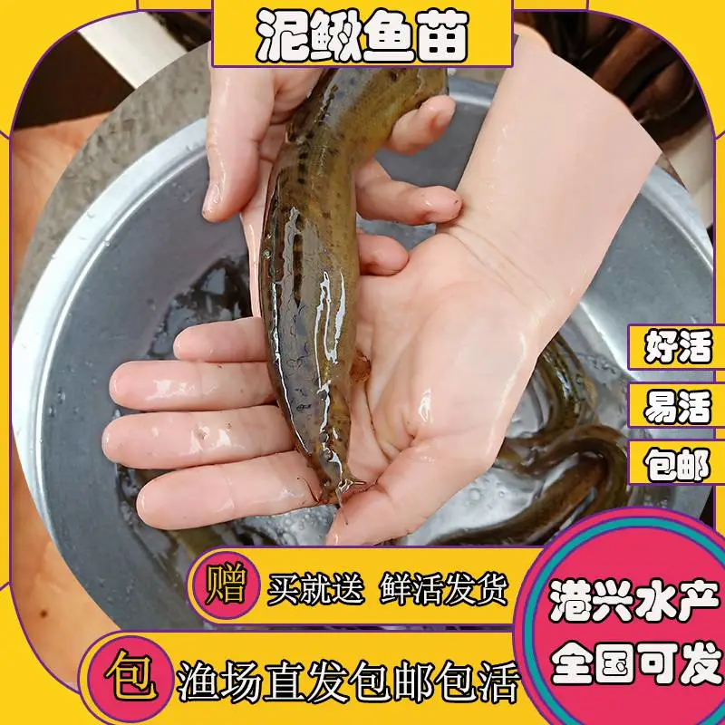 港兴鱼苗购销合同 清远附近鱼苗 真台湾泥鳅鱼苗 台湾泥鳅苗价