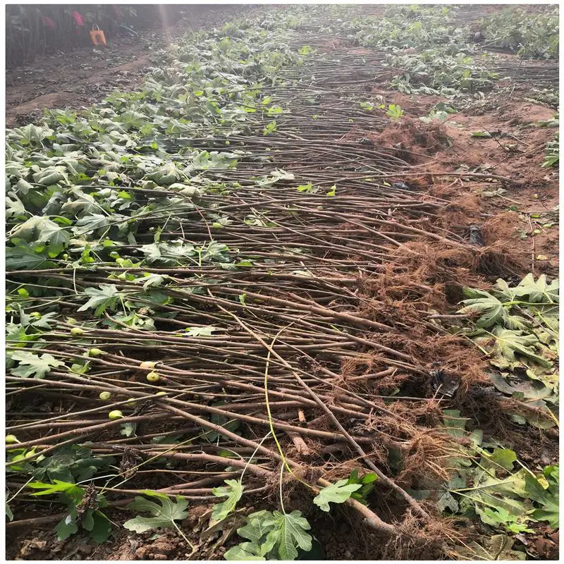 湖北一年生无花果果苗 波姬红无花果树苗 保湿邮寄无花果树苗
