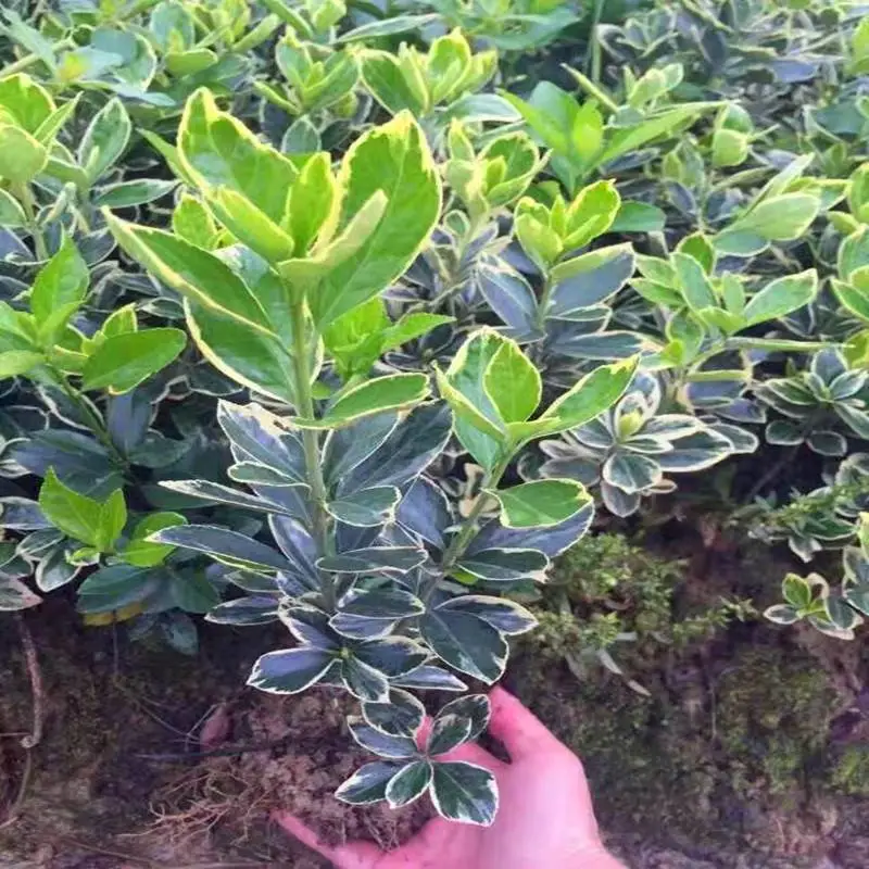 湖北天门杜鹃苗基地用心前行
