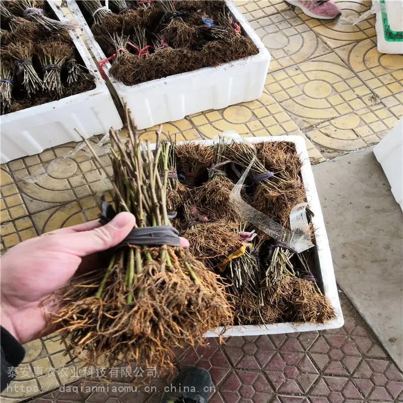 内蒙古巴彦淖尔-早大果樱桃苗两年结果、欢迎实地考察