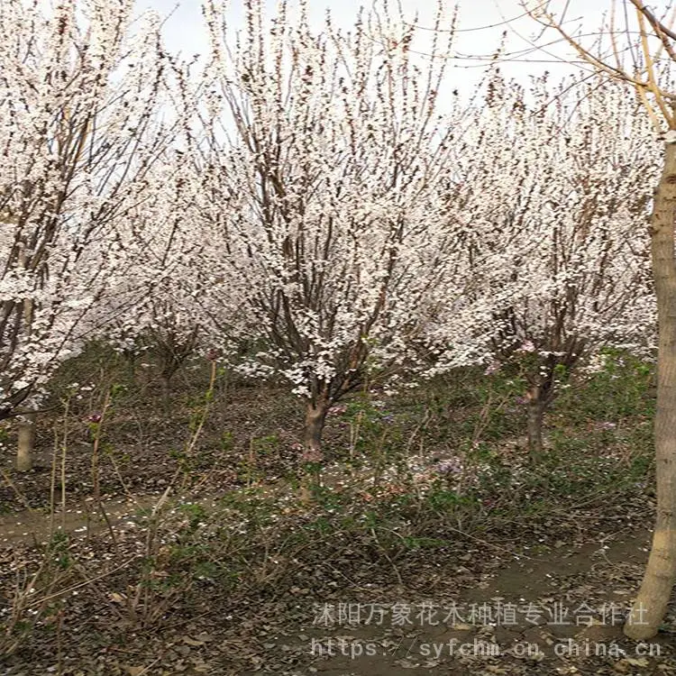 红叶李小苗 5-15公分紫叶李 红叶李价格 万象花木