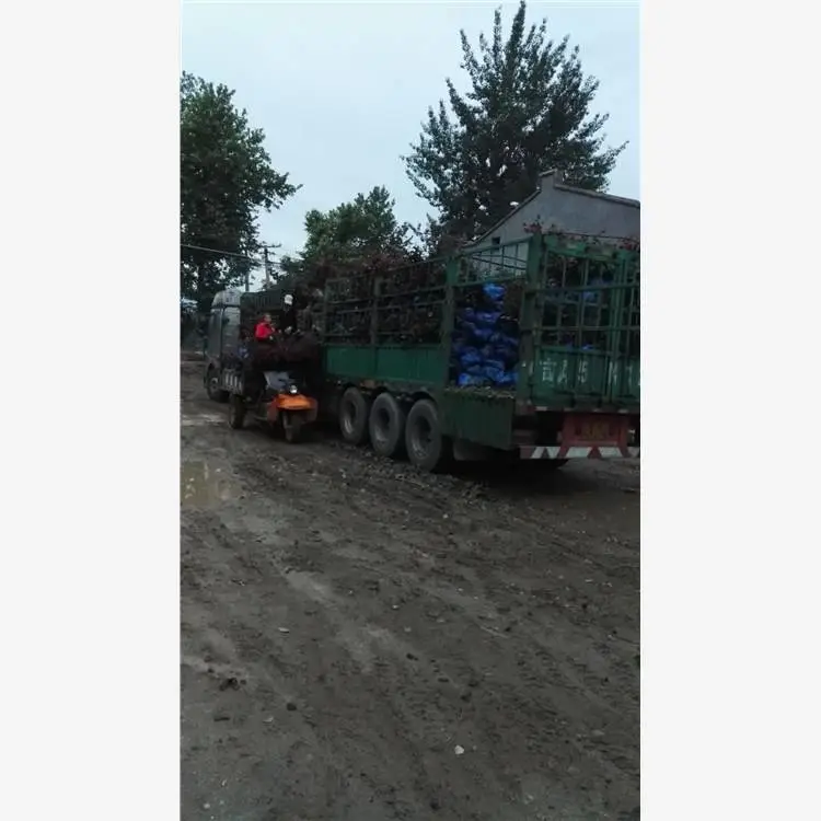 紫叶矮樱怎么种植 工厂绿化效果好 紫叶矮樱***价格