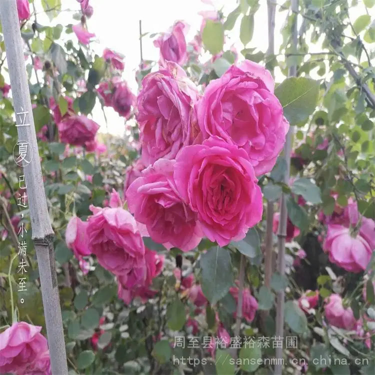 咸阳卖藤本蔷薇-苗木花卉-藤本月季花苗3年苗