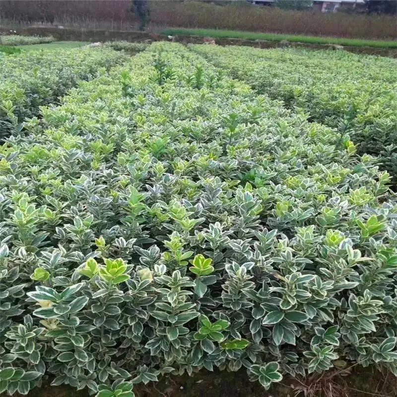 湖南永州春鹃苗一株的价格首页推荐