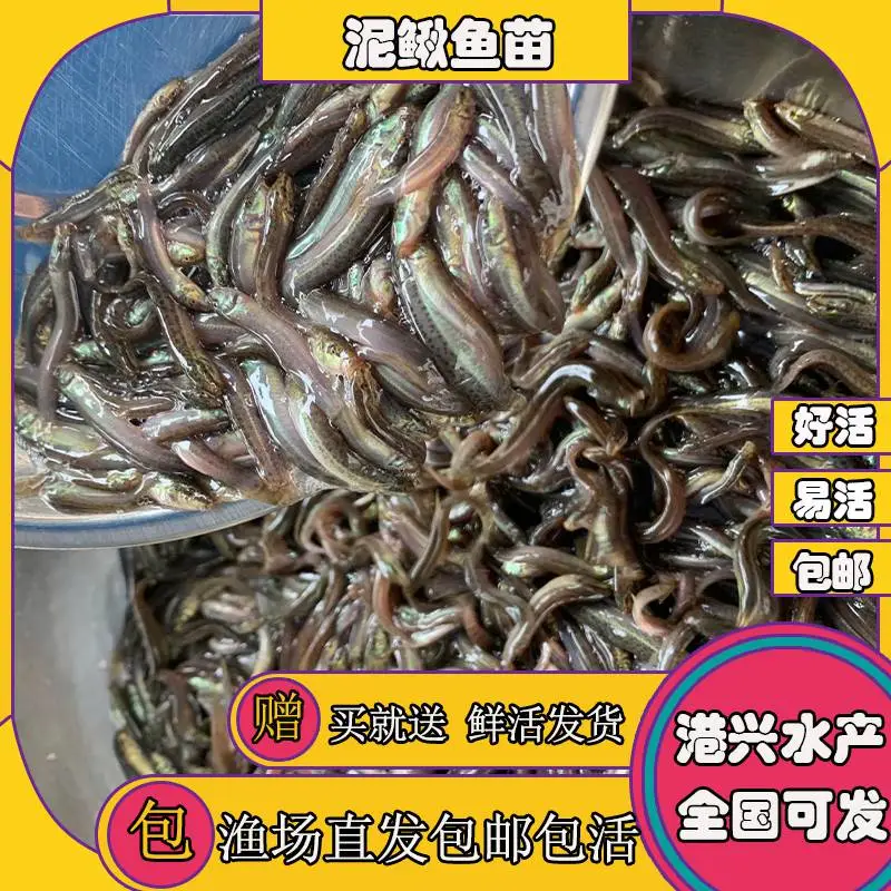哪里有鱼苗 英德良好泥鳅苗 连州优良泥鳅鱼水花苗