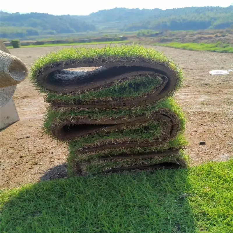 永州草卷基地厂家技术争先