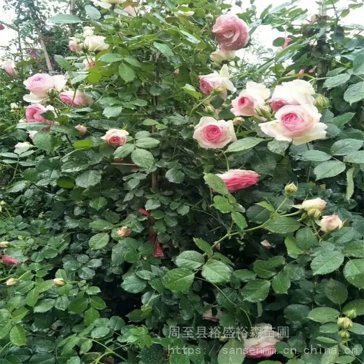 周至大花爬藤月季-花墙围栏-多花期黄花爬藤月季