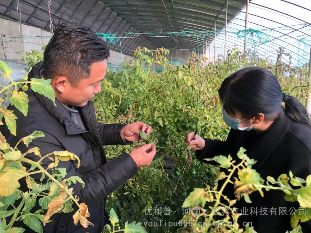 优利普30%戊唑嘧菌酯防炭疽病锈病白粉病，西瓜番茄黄瓜蔬菜用杀菌剂30%戊唑嘧菌酯