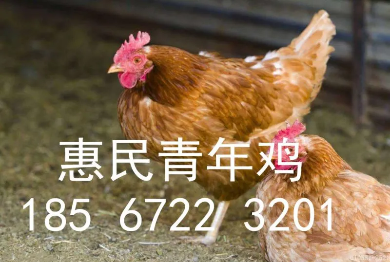 山西海兰褐青年鸡养殖基地