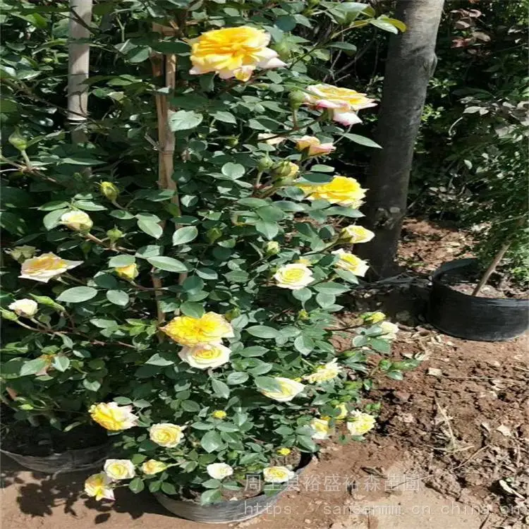 咸阳卖藤本蔷薇-苗木花卉-藤本月季花苗3年苗