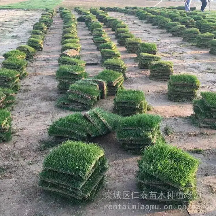 出售 ARC草皮 南 京草坪 丽格海棠 种子 百慕大草坪
