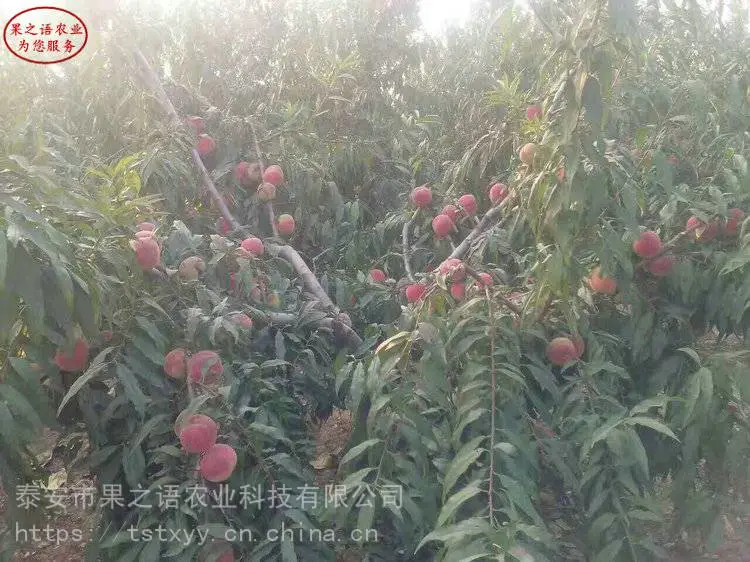 桃树苗批发、秋彤桃苗、中油金红桃苗种植技术