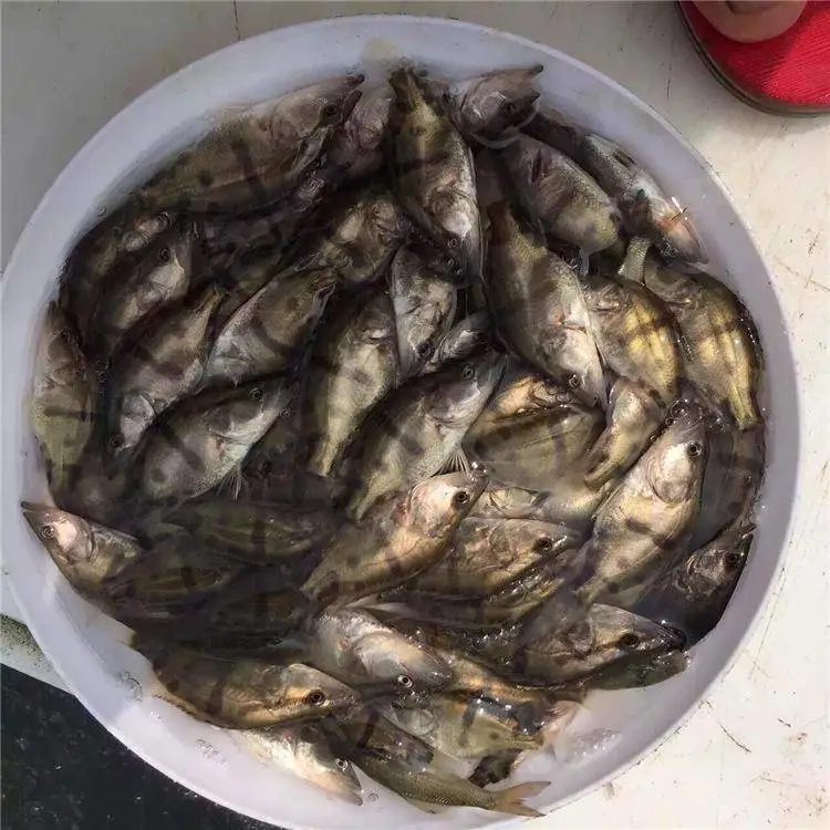 朝阳桂花鱼苗寸苗