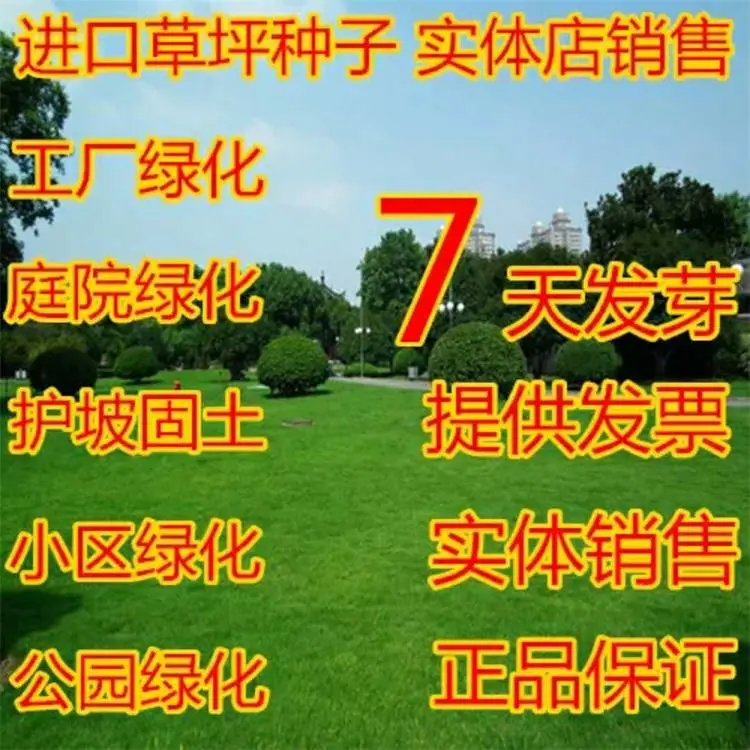 护坡王草种快手供货就近仓库湖北经销批发