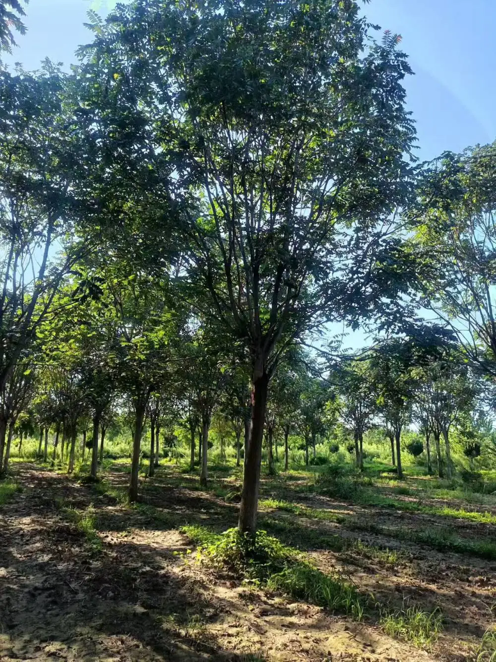 江苏南京二乔红叶椿基地批发出售13公分红叶椿树厂家胸径15公分红叶椿产地