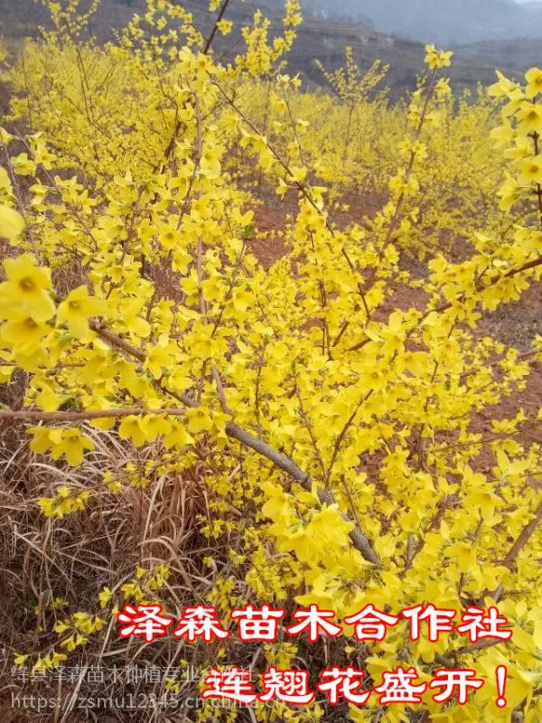 连翘苗 药用三号 、四号、五号连翘苗 新品种/高产/大果连翘苗供应商