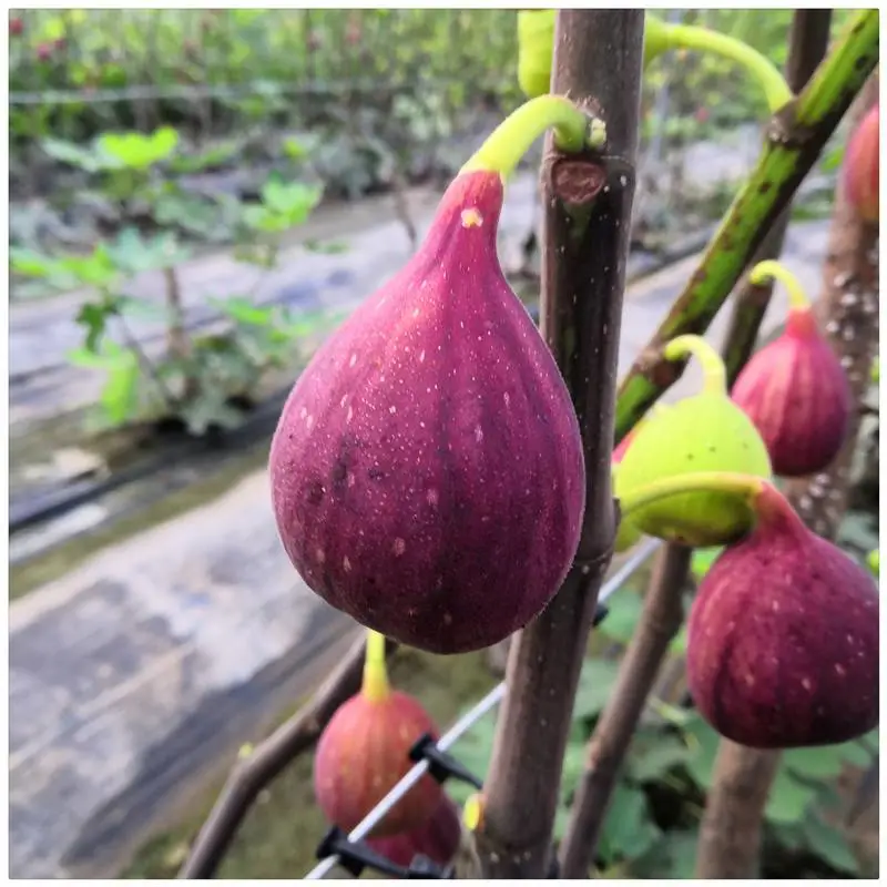 湖北一年生无花果果苗 波姬红无花果树苗 保湿邮寄无花果树苗