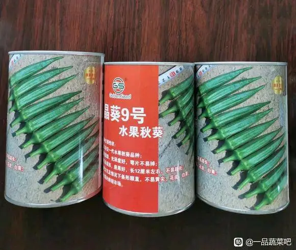 晶葵9号水果秋葵果色靓绿，光泽度好