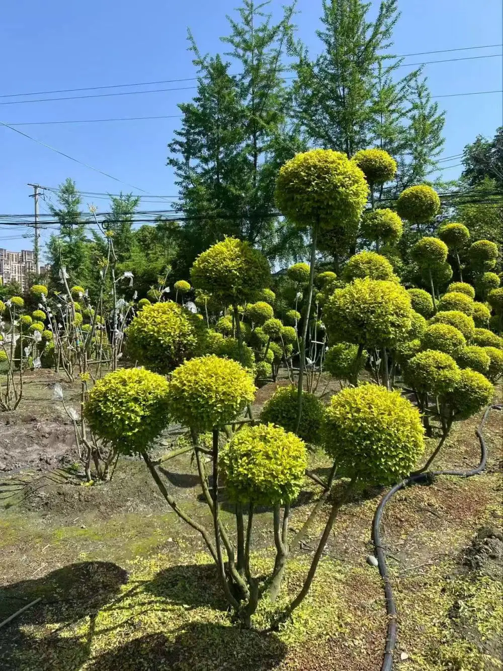 亮晶女贞工程苗 百亩苗木基地 品种齐全 隔离带绿化小苗