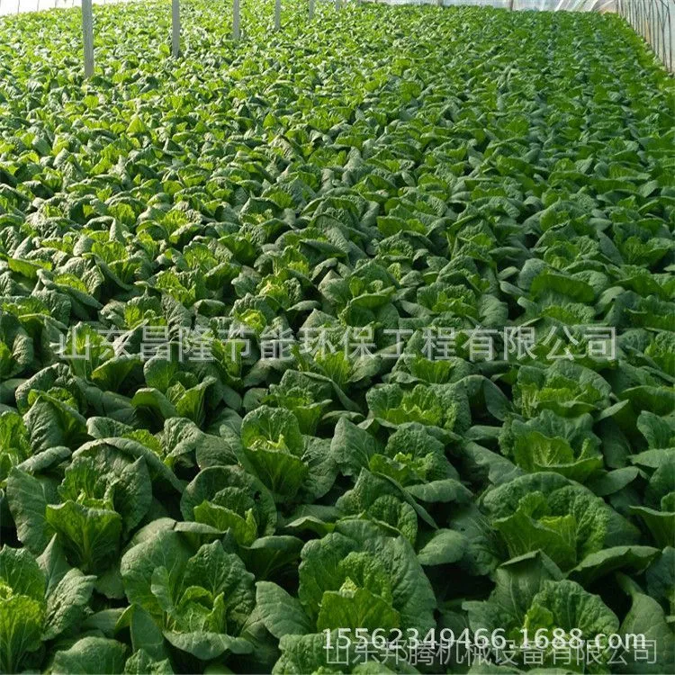 蔬菜精播机