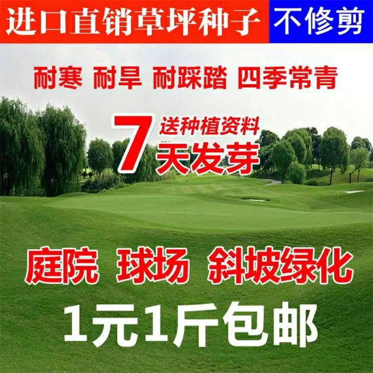 波斯菊种子技术服务颗粒饱满驻马店经销批发