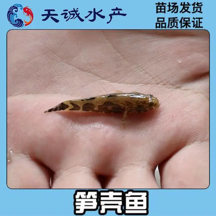 【苗场直销】笋壳鱼苗 尖塘鳢鱼苗 沙塘鳢鱼苗 各种名优水产