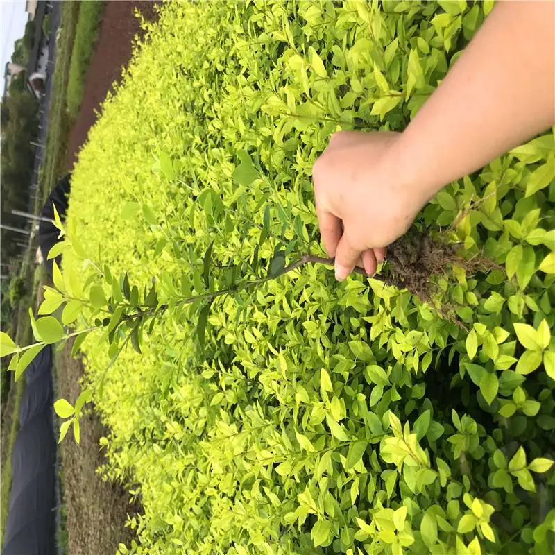 广东佛山杜鹃小苗一株的价格全力以赴