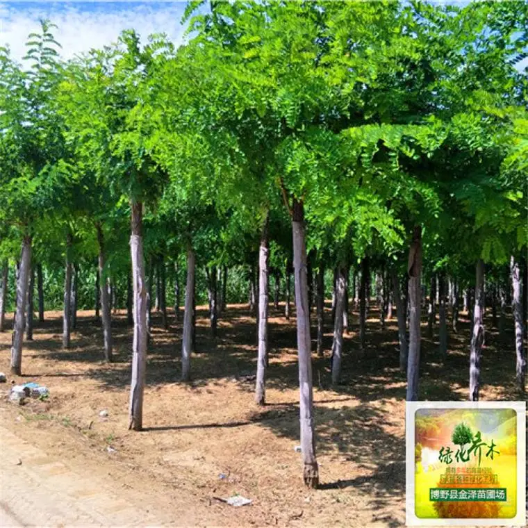 河北刺槐树-苗木出售-刺槐苗木-起苗装车-按需包装